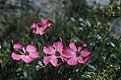 Wandern Piemonte - dianthus pavonius